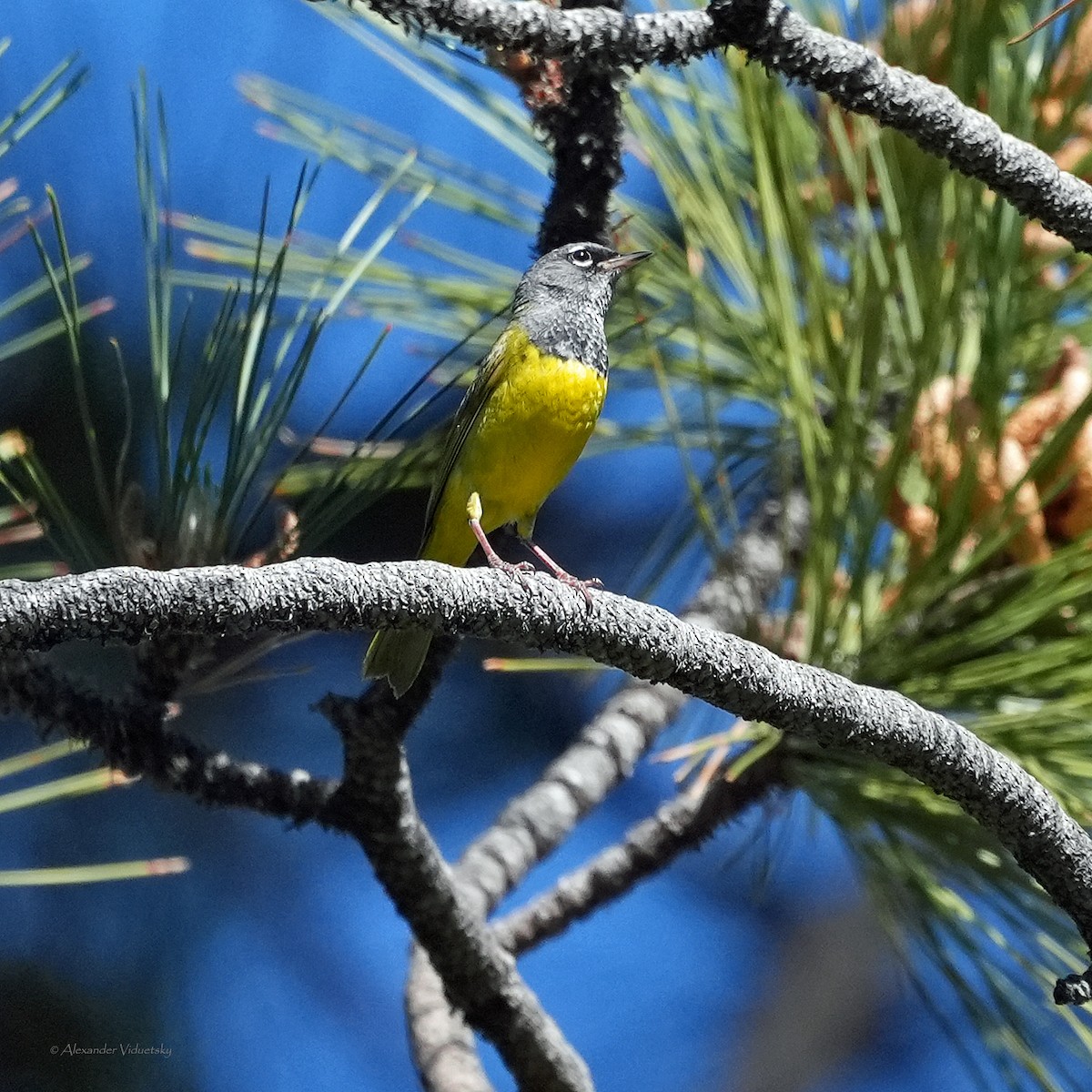 MacGillivray's Warbler - ML659789681