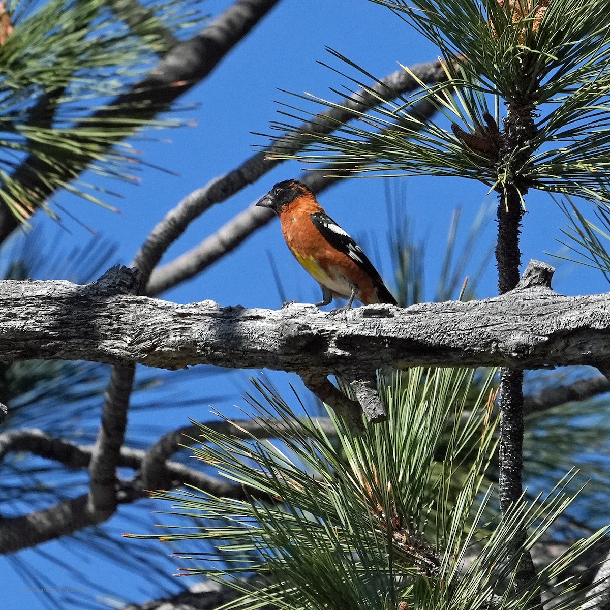 Black-headed Grosbeak - ML659789686