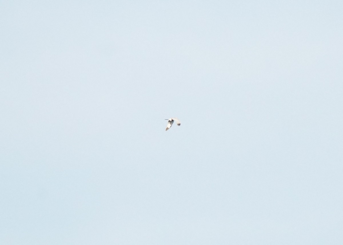 Northern Harrier - ML659790271