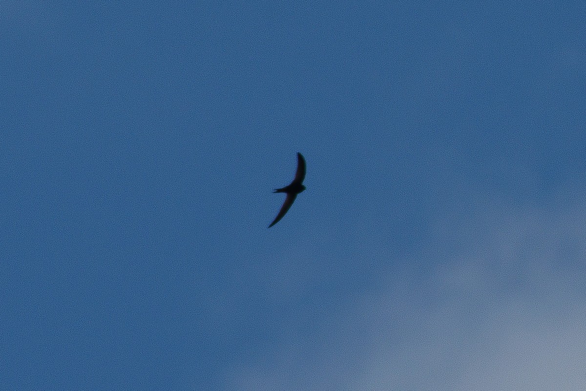 Common Swift - ML659790672