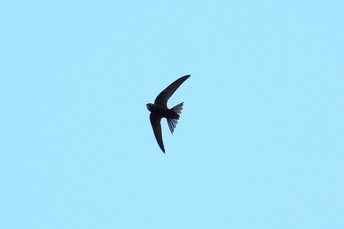Common Swift - ML659791135