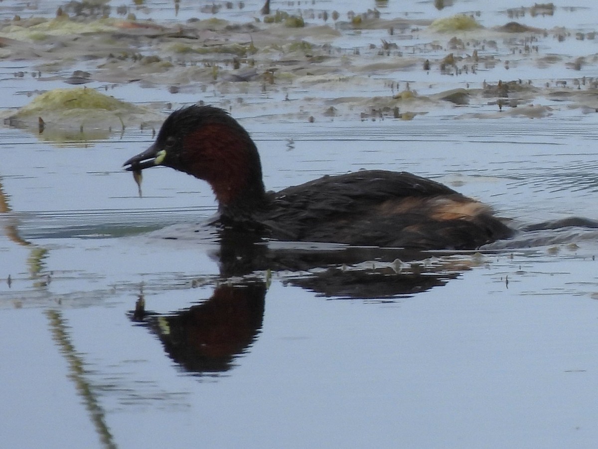 eBird Checklist - 15 Jun 2026 - Brigsteer and Park End Moss - 27 species