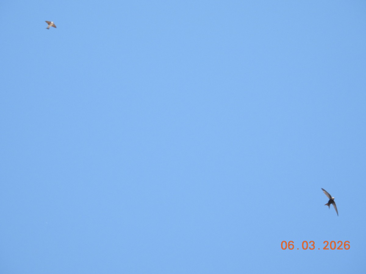 Common Swift - ML659792275