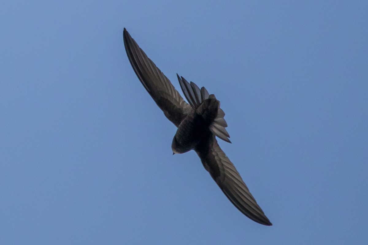 Common Swift - ML659792405