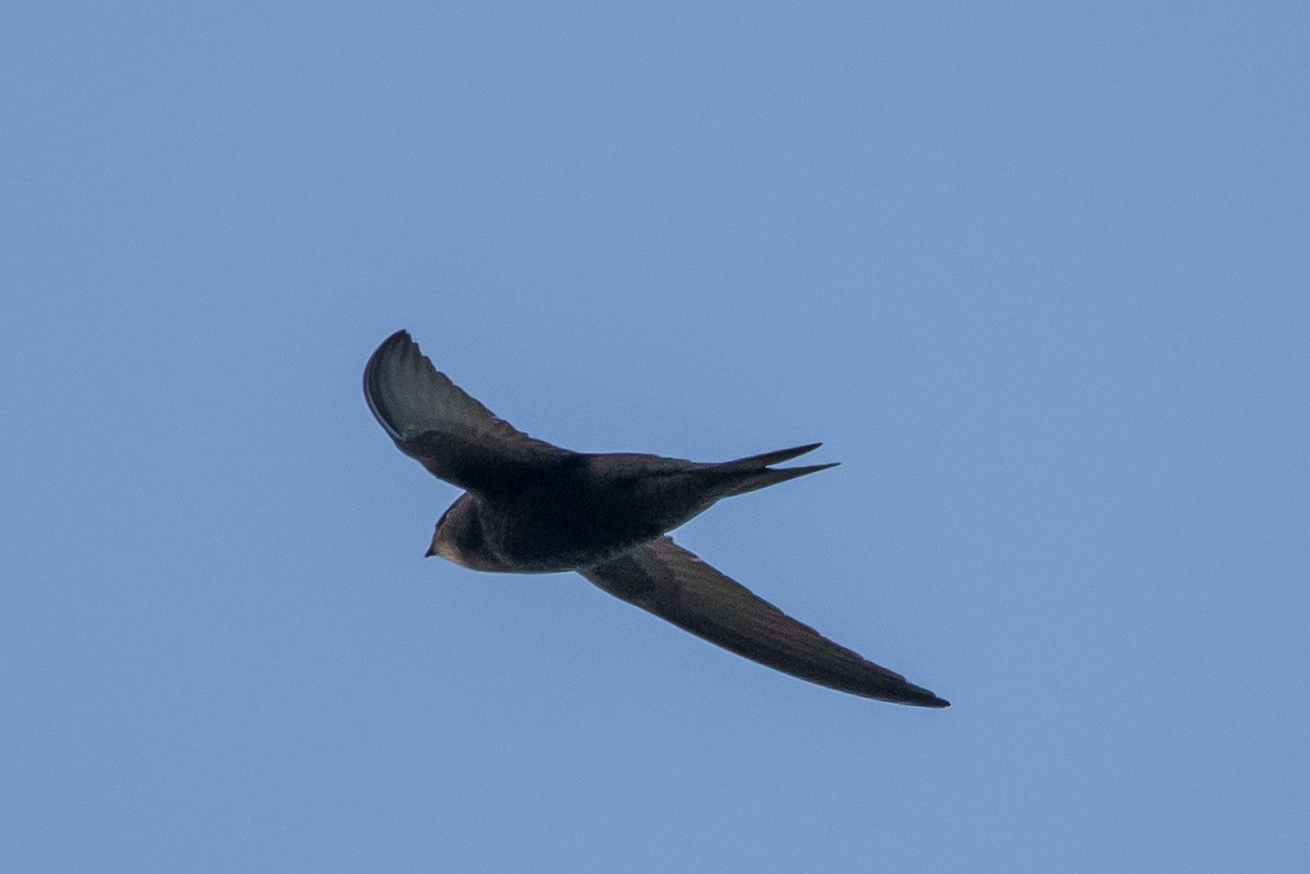 Common Swift - ML659792406