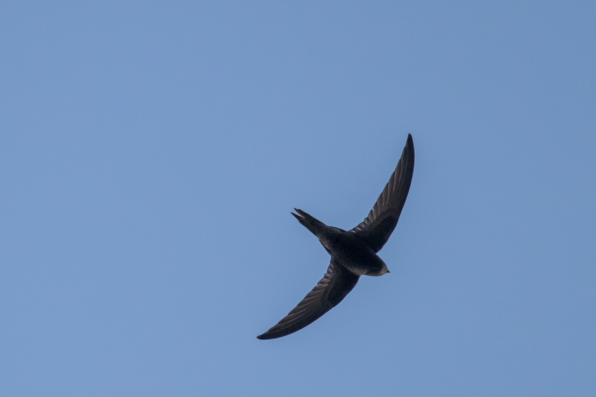 Common Swift - ML659792407