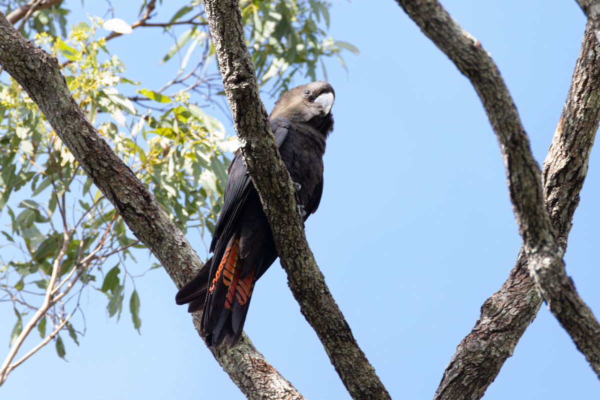 Cacatúa Lustrosa - ML659792952