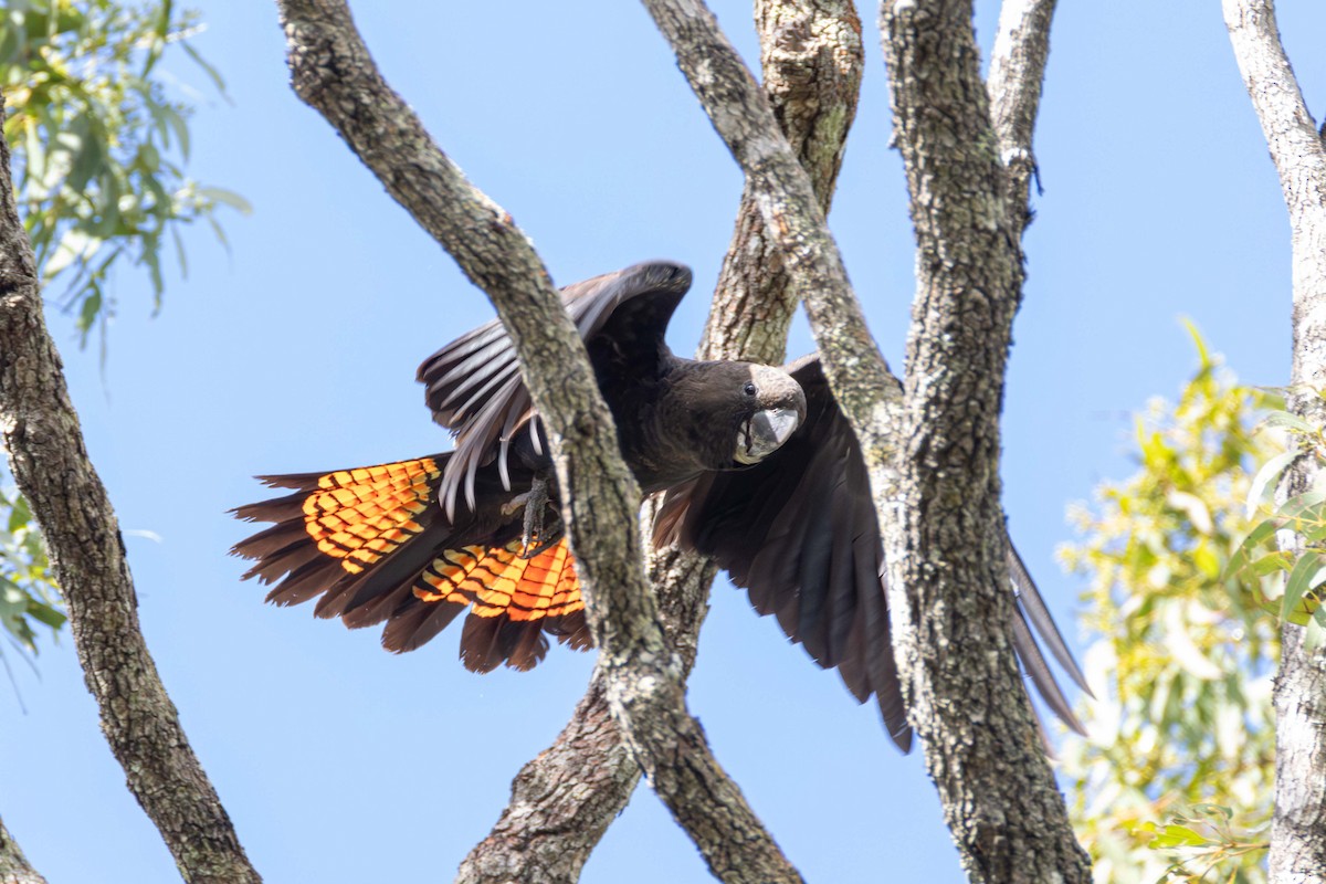 Cacatúa Lustrosa - ML659792953
