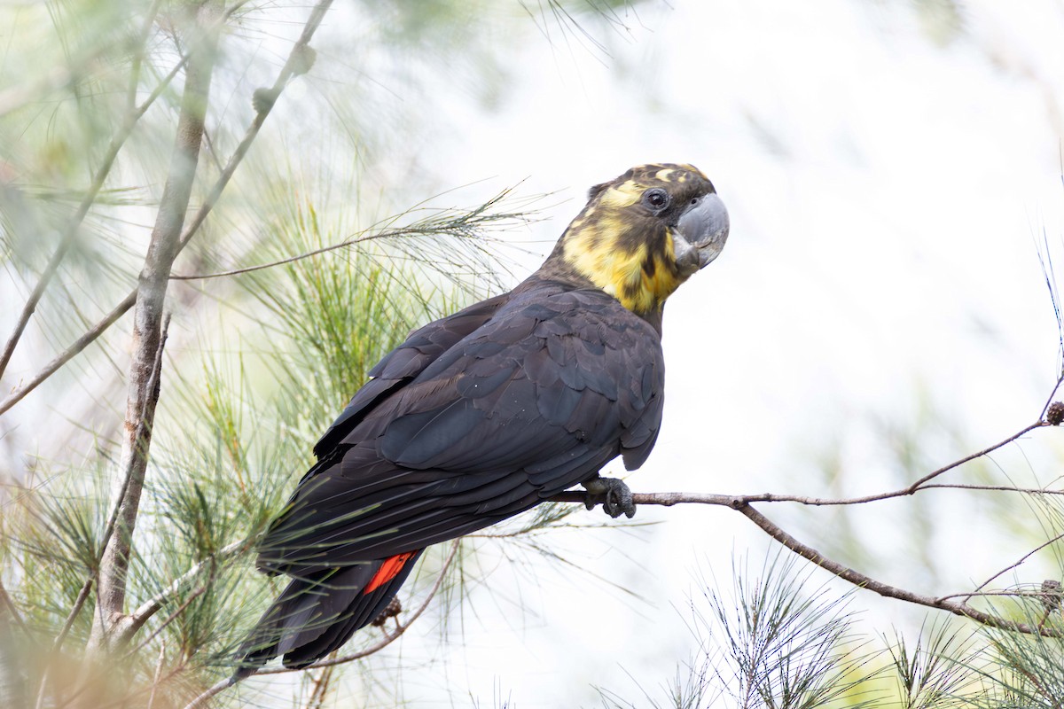 Cacatúa Lustrosa - ML659792954
