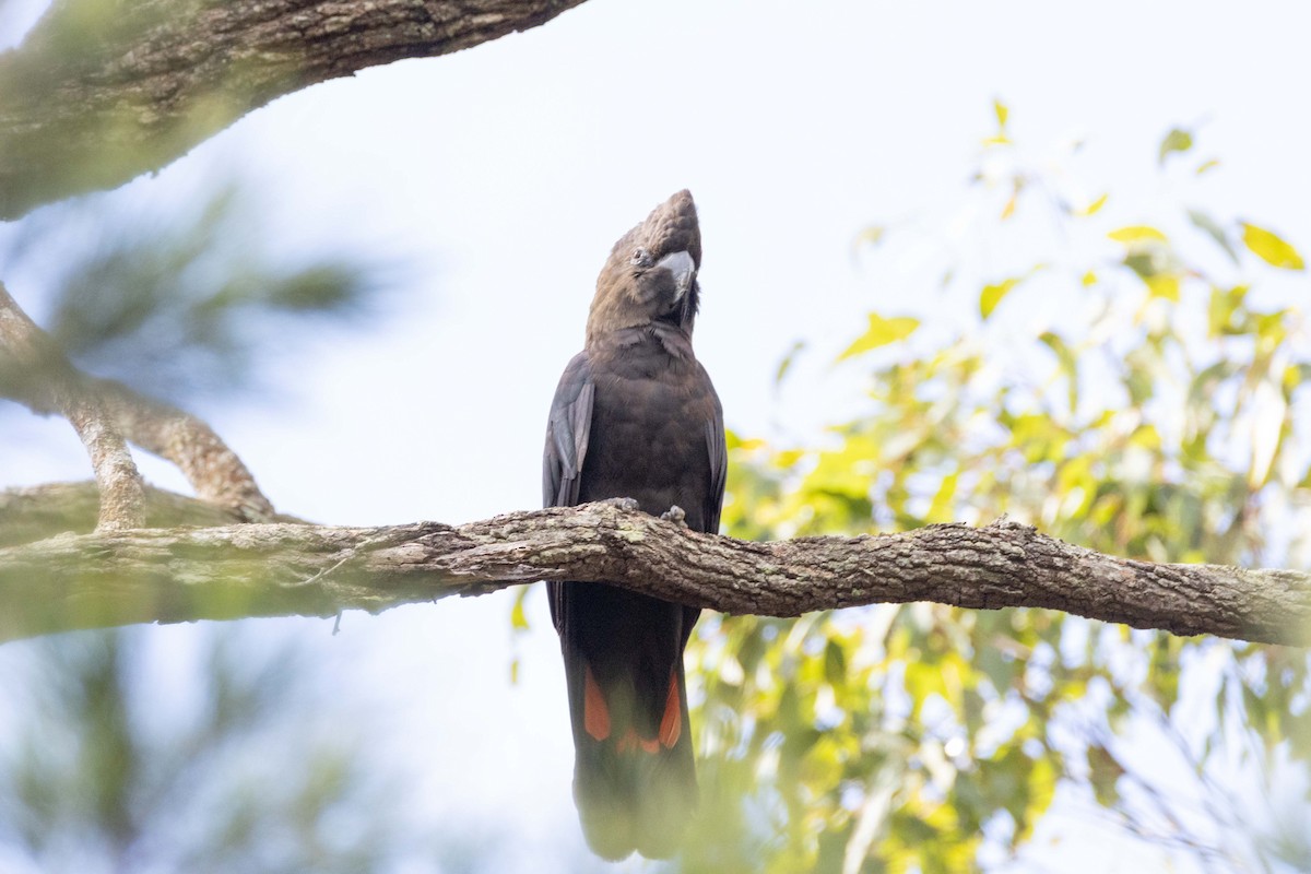 Cacatúa Lustrosa - ML659792955