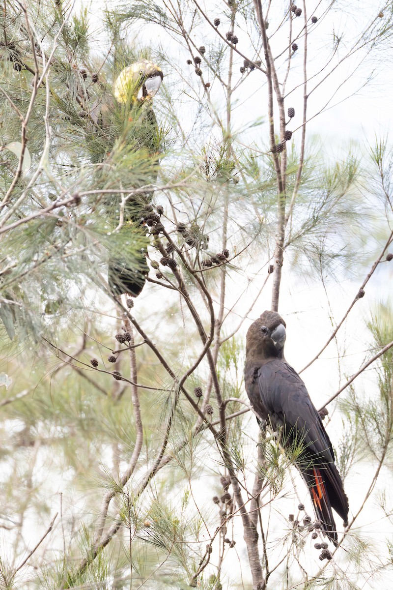 Cacatúa Lustrosa - ML659792956