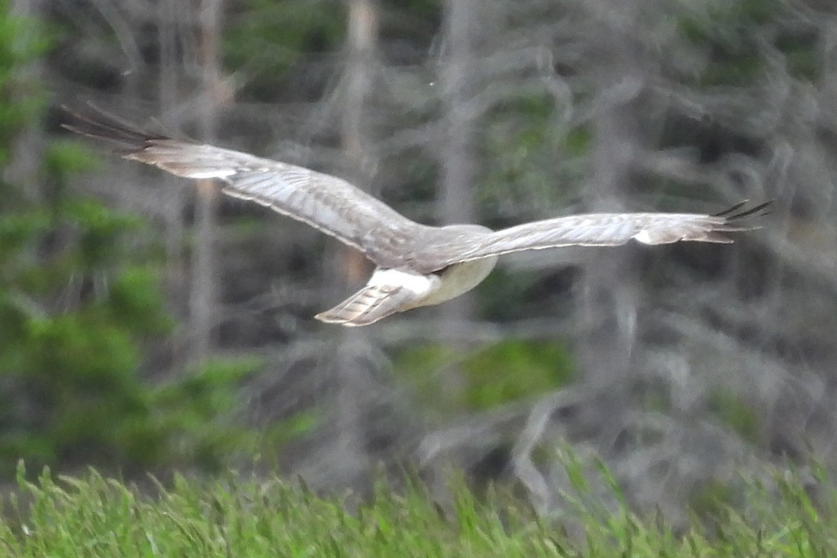 Northern Harrier - ML659793932