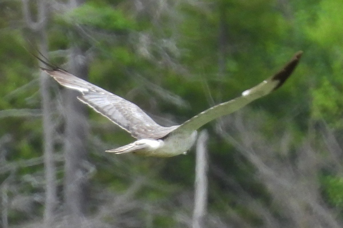 Northern Harrier - ML659793934