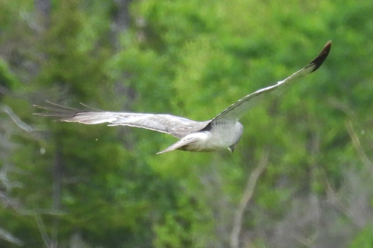 Northern Harrier - ML659793937
