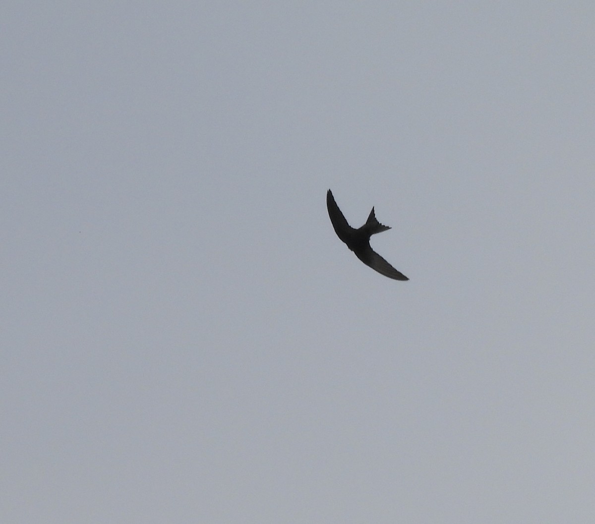 Common Swift - ML659794225