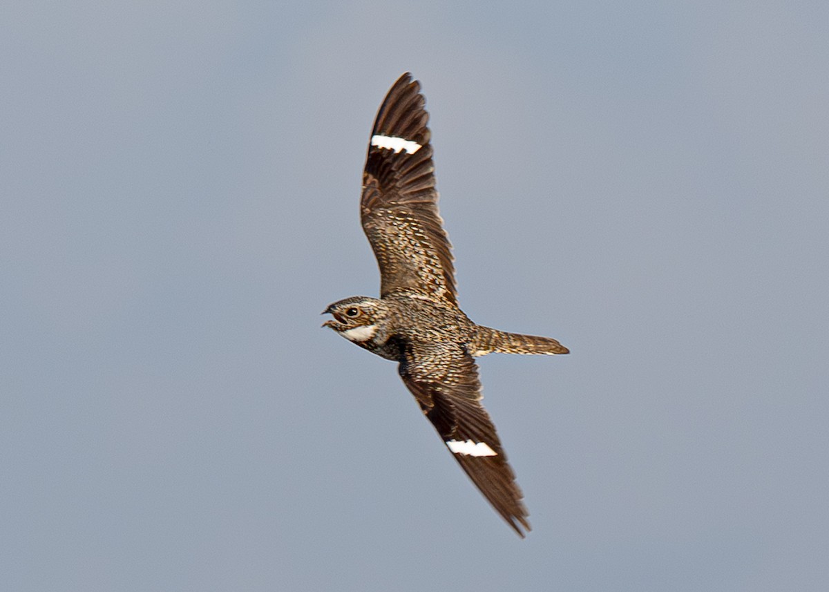 Common Nighthawk - ML659794656