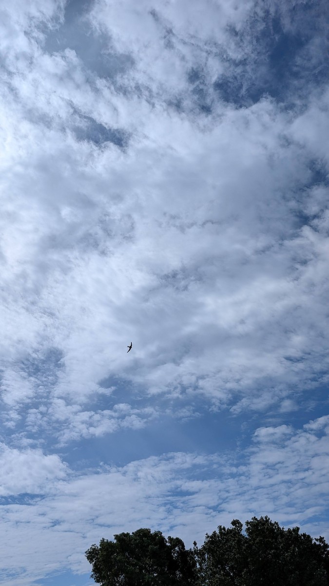 Common Swift - ML659794840