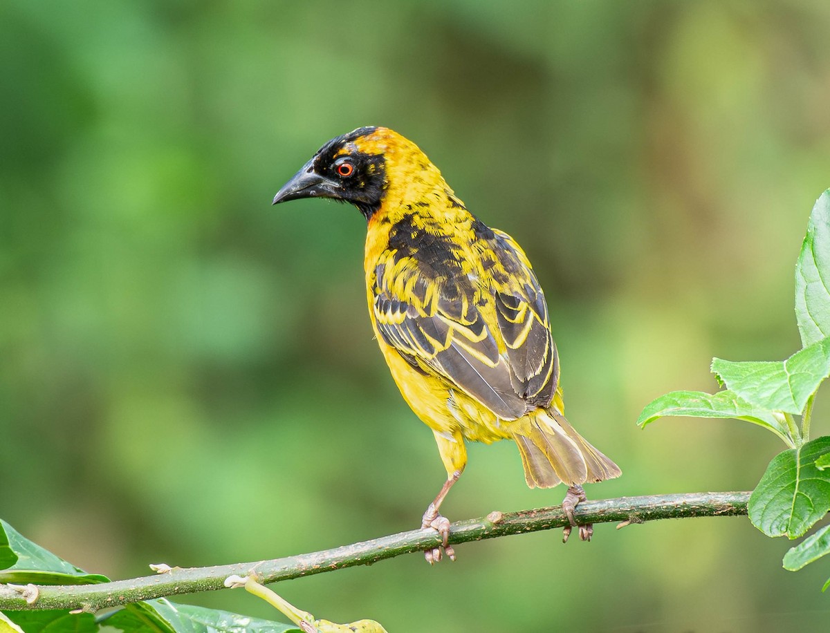 Village Weaver (Black-headed) - ML659795490