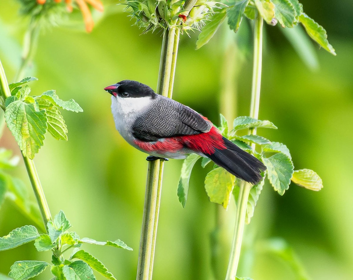 Black-crowned Waxbill - ML659795588