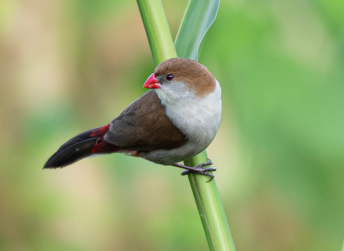 Fawn-breasted Waxbill (Fawn-breasted) - ML659795603