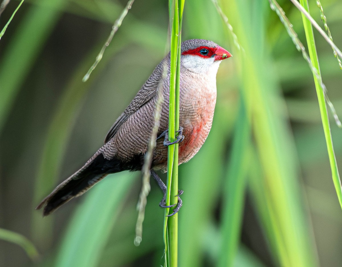 Common Waxbill - ML659795626