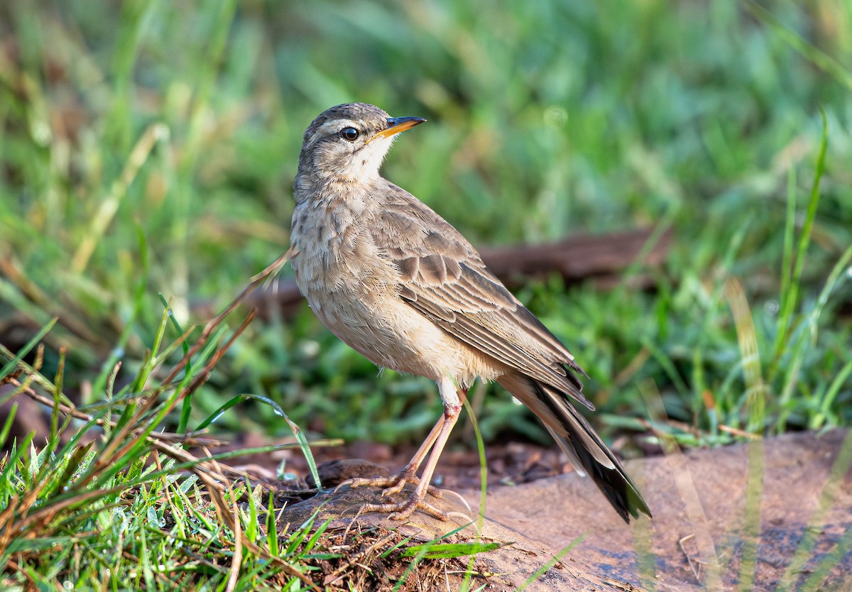 Plain-backed Pipit - ML659795735