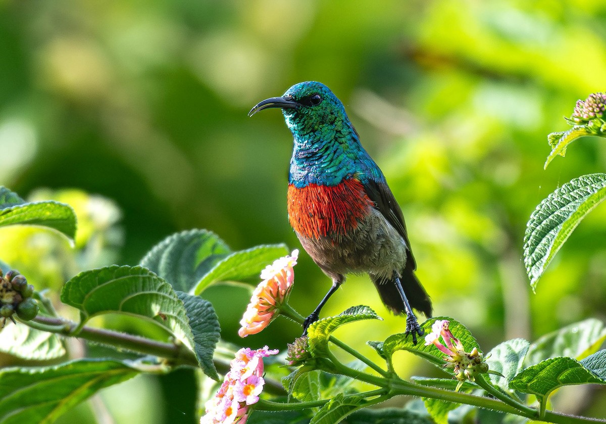 Olive-bellied Sunbird - ML659795775