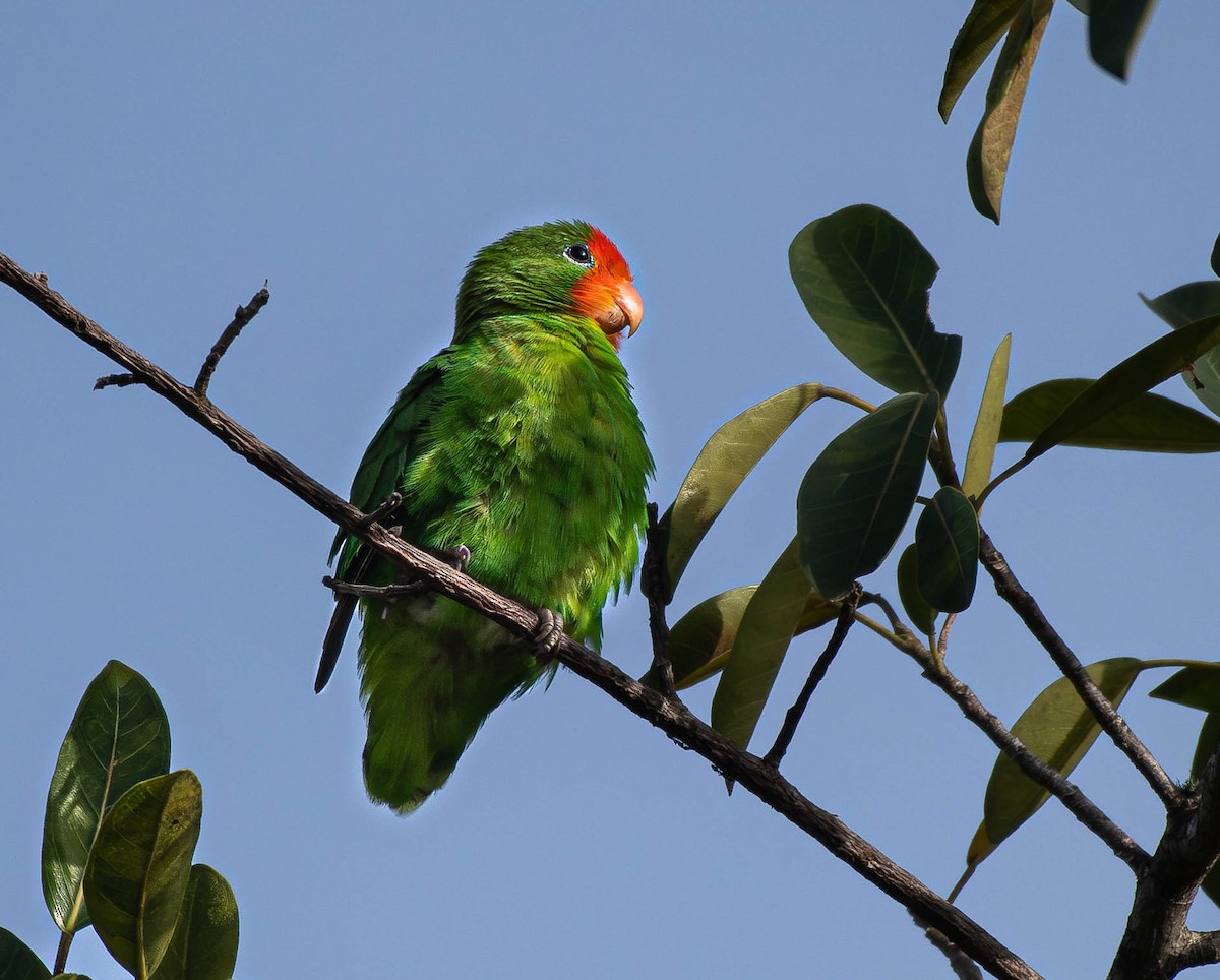 Red-headed Lovebird - ML659795818