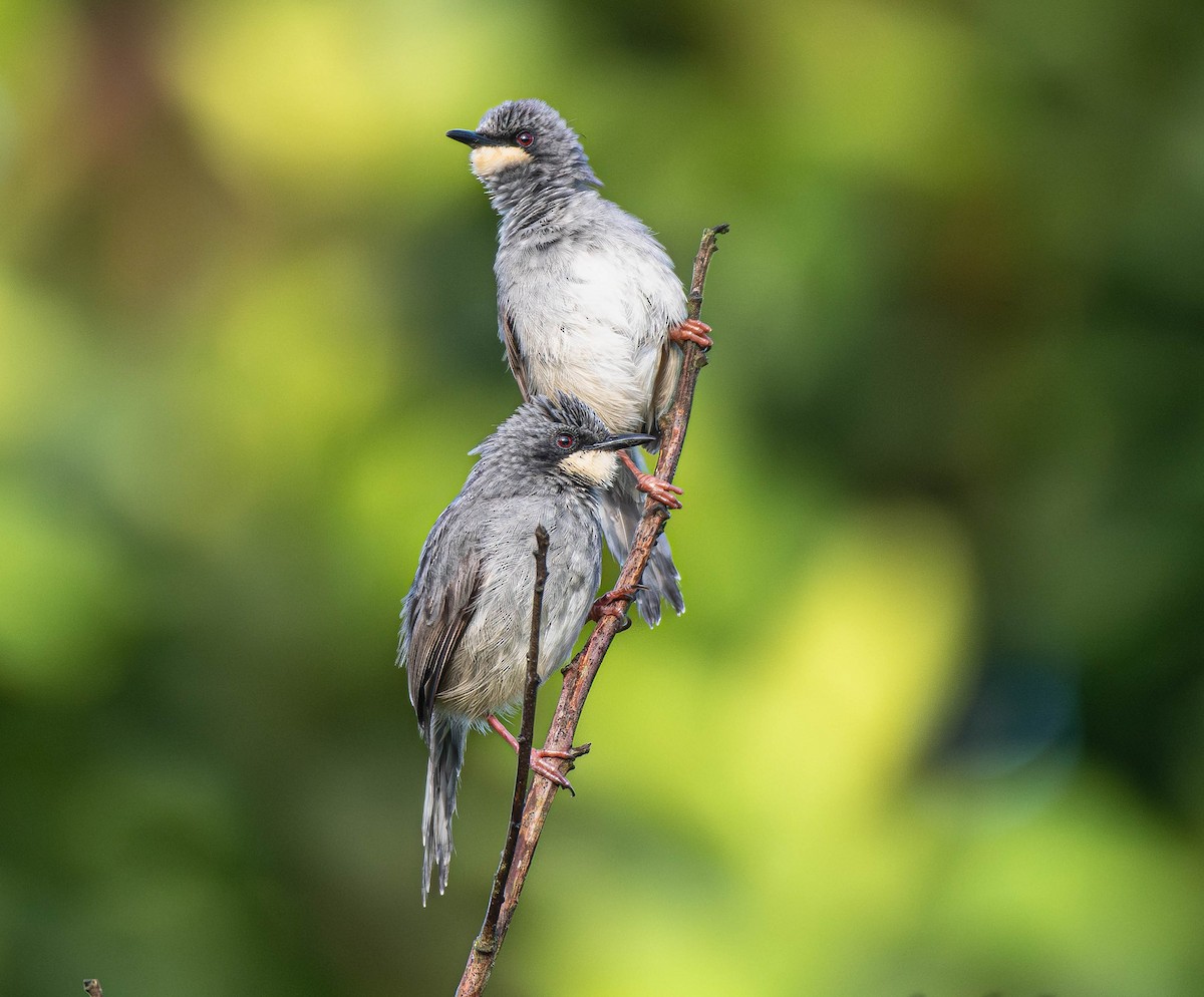 White-chinned Prinia - ML659795879