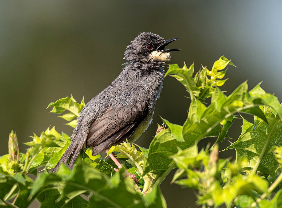 White-chinned Prinia - ML659795882