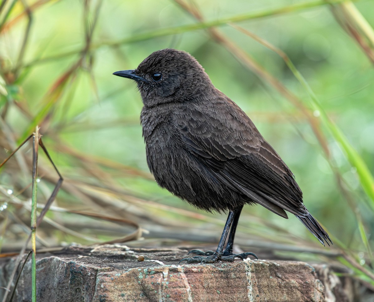 Sooty Chat - ML659795918