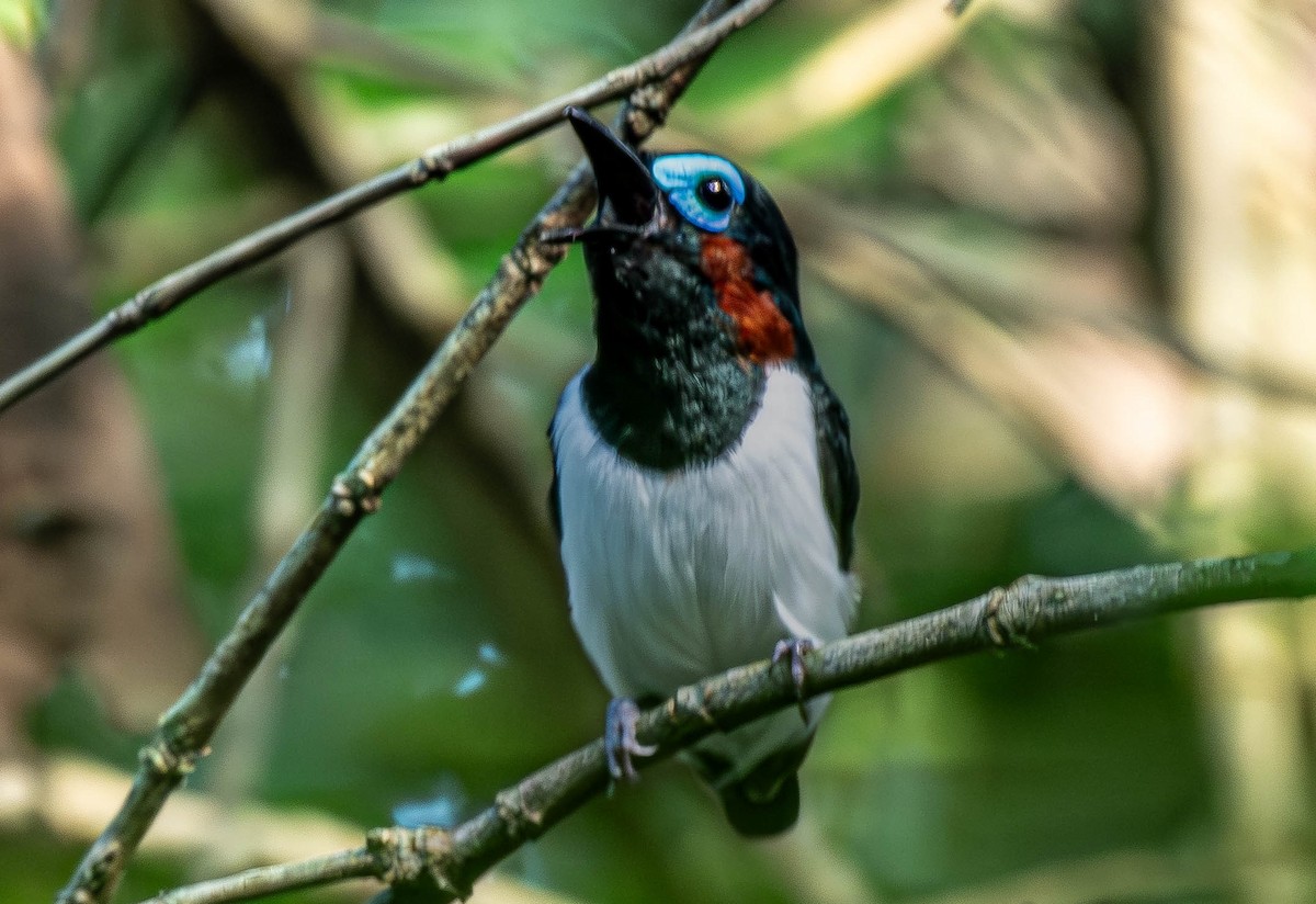 Jameson's Wattle-eye - ML659796105