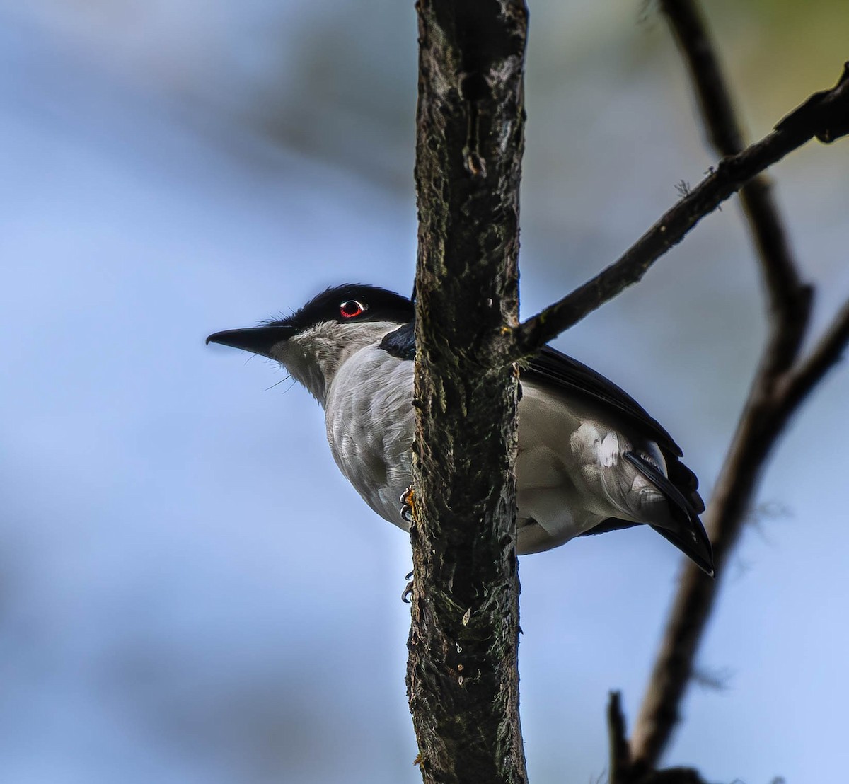 African Shrike-flycatcher - ML659796110