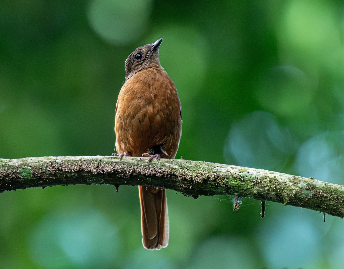 Rufous Flycatcher-Thrush - ML659796121