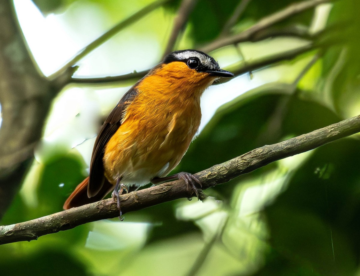 Gray-winged Robin-Chat (Gray-winged) - ML659796125