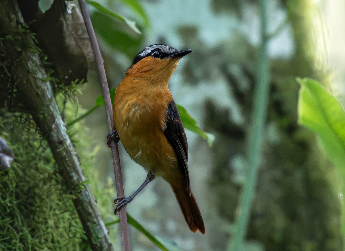 Gray-winged Robin-Chat (Gray-winged) - ML659796126