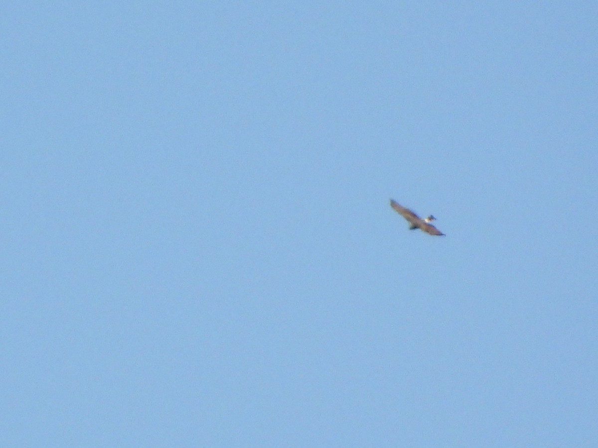 Northern Harrier - ML659796352