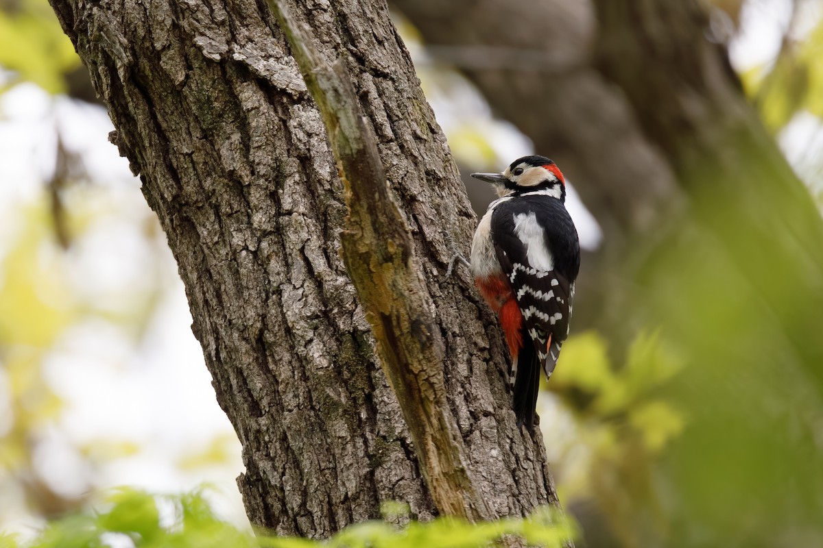 Great Spotted Woodpecker - ML659796824