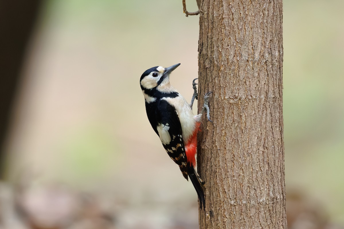Great Spotted Woodpecker - ML659796842