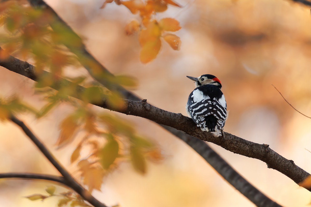 Great Spotted Woodpecker - ML659796877
