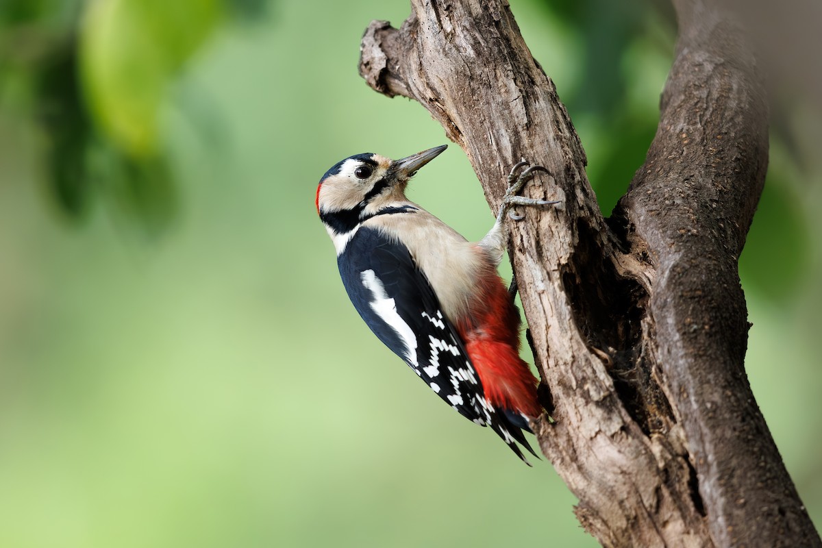 Great Spotted Woodpecker - ML659796889