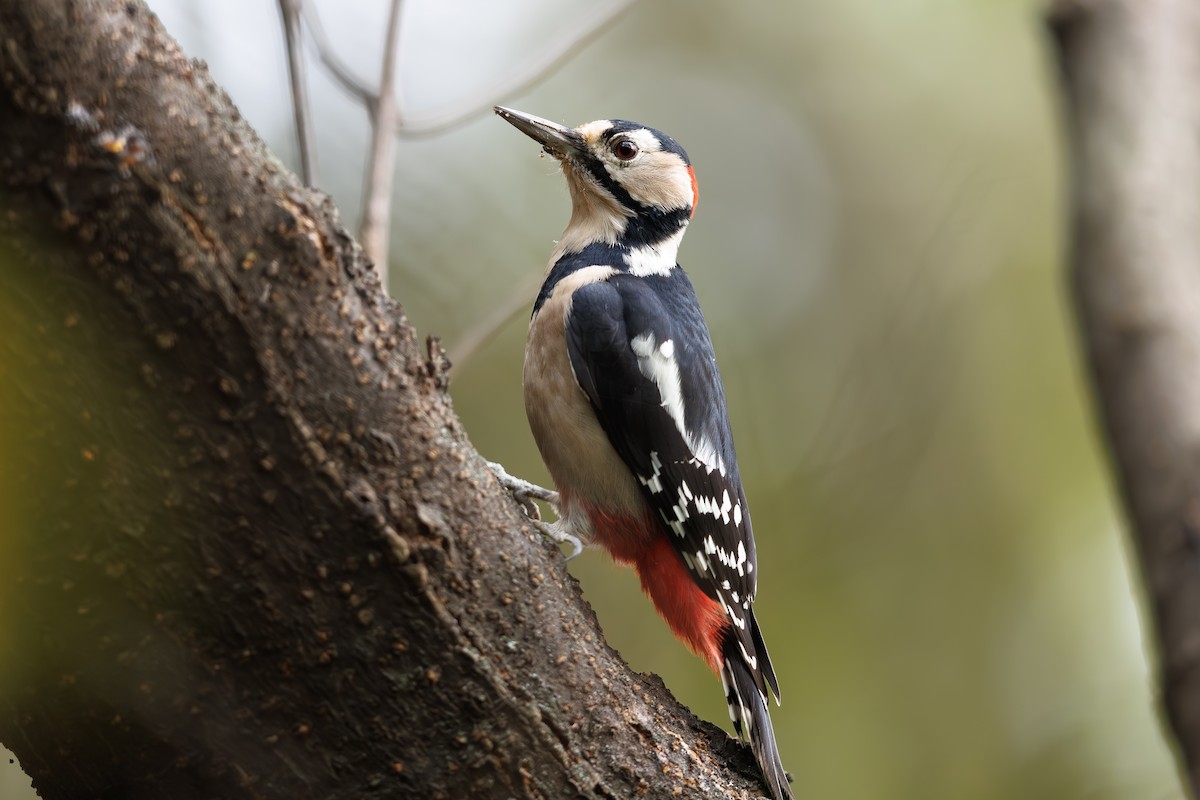 Great Spotted Woodpecker - ML659796892