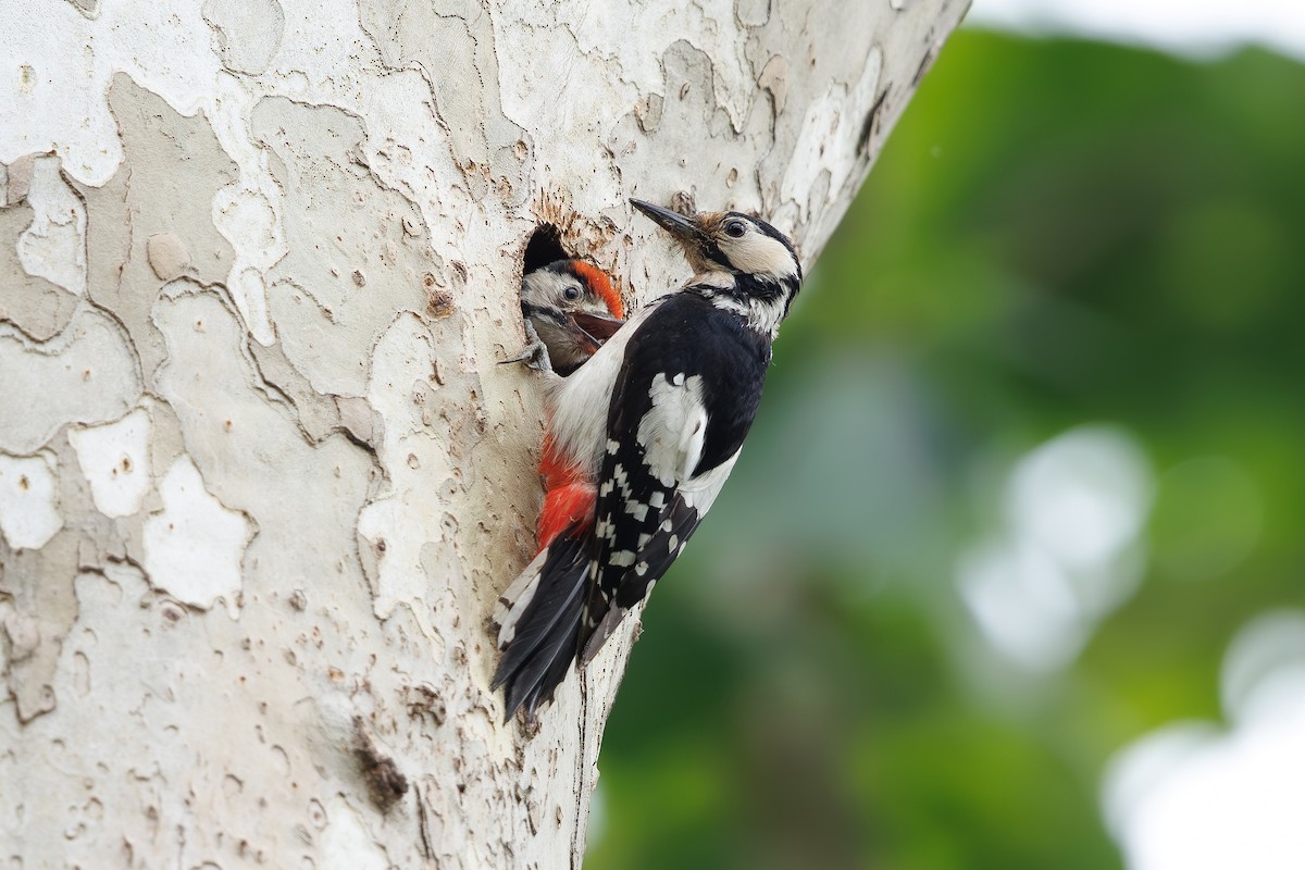 Great Spotted Woodpecker - ML659796897