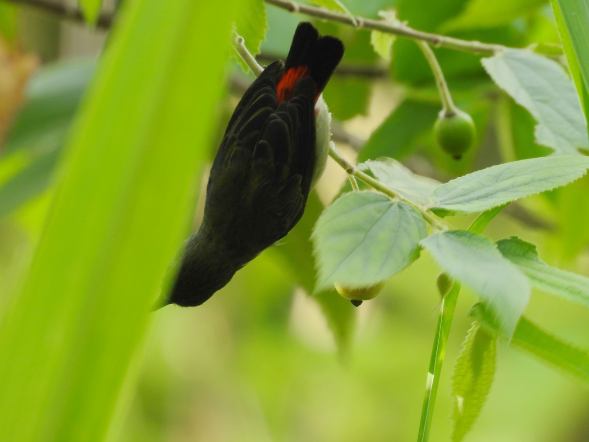 Scarlet-backed Flowerpecker - ML659797287
