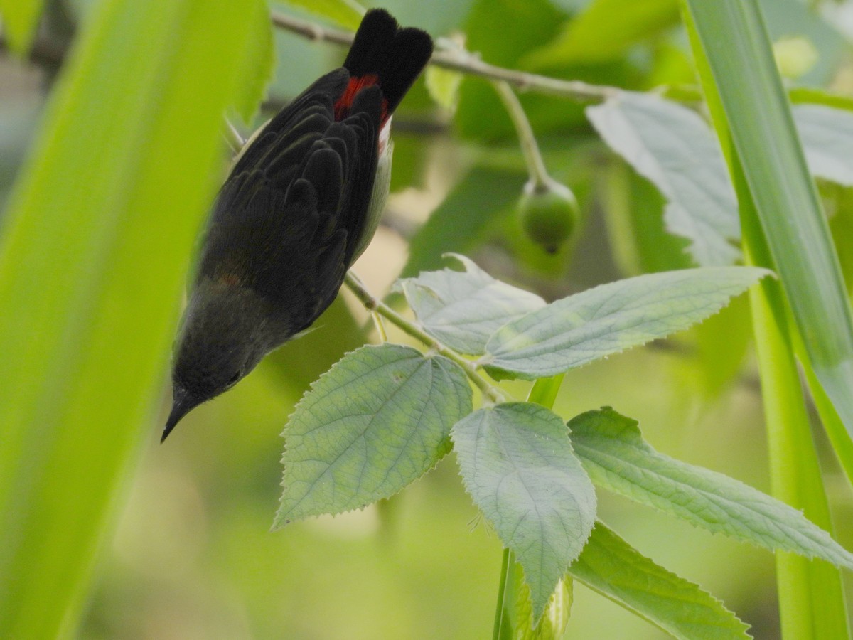 Scarlet-backed Flowerpecker - ML659797288