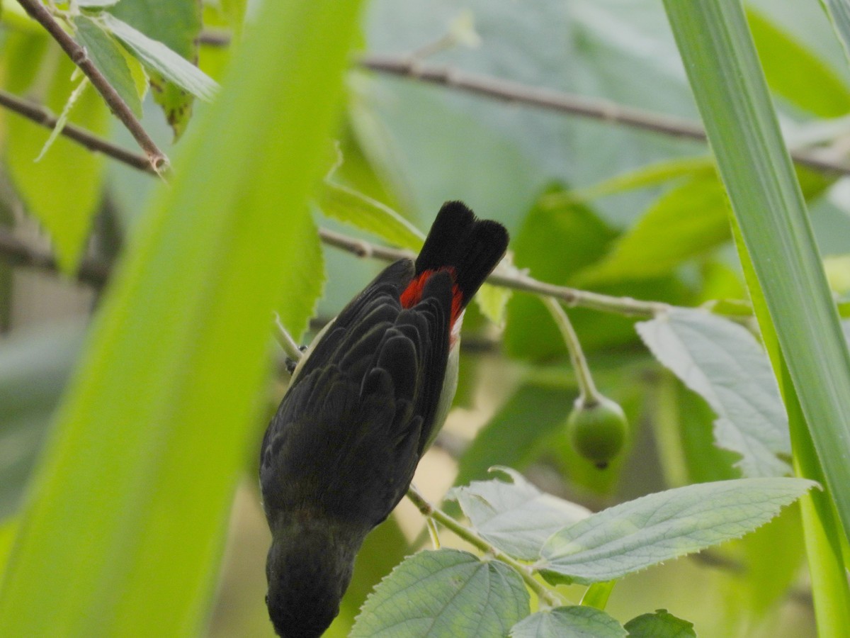 Scarlet-backed Flowerpecker - ML659797289
