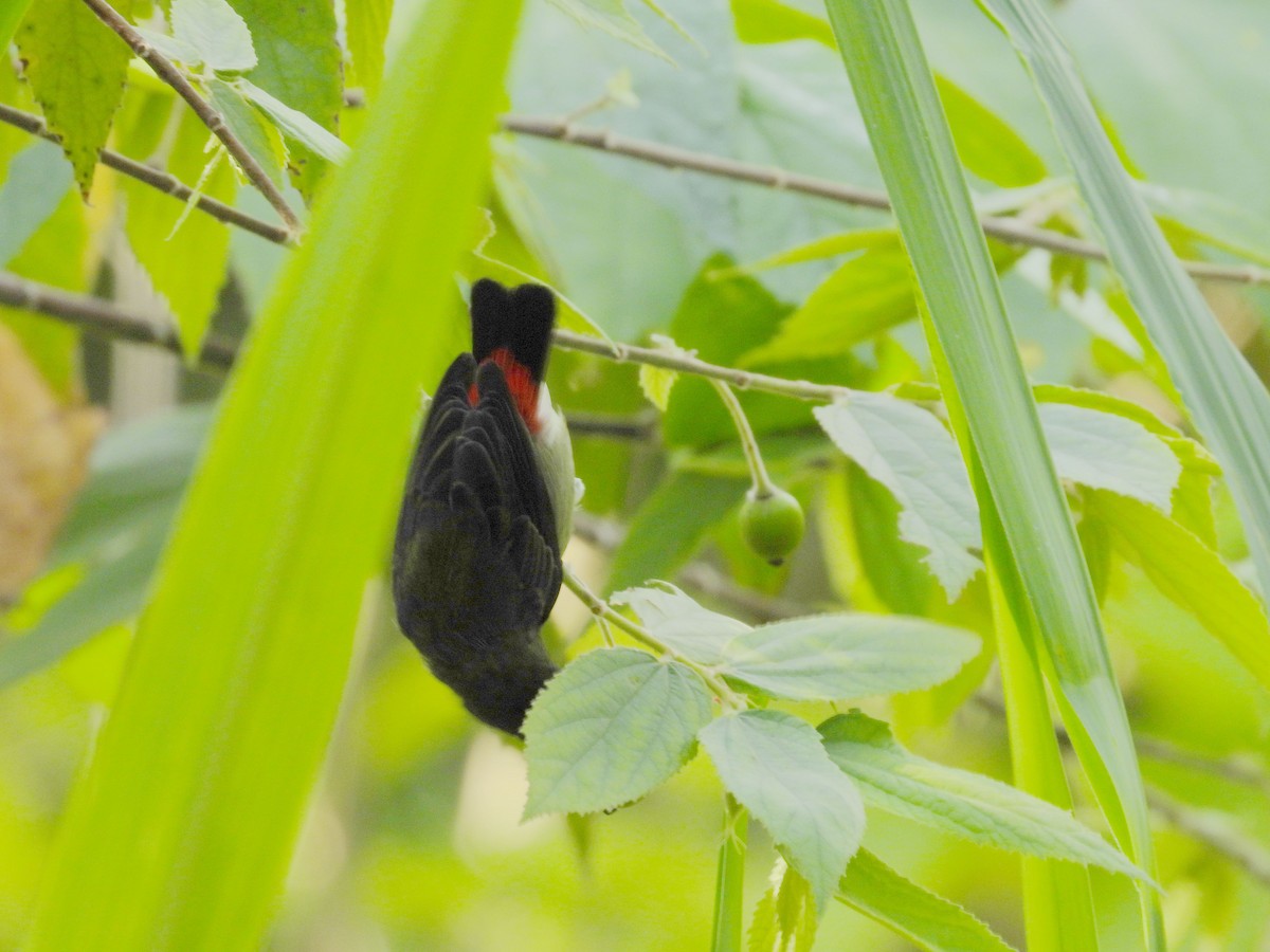 Scarlet-backed Flowerpecker - ML659797290