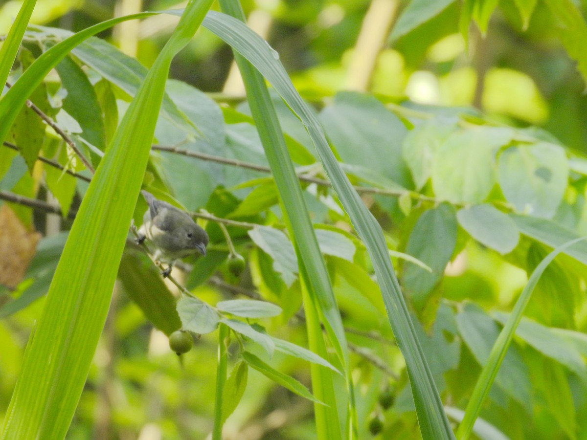 Scarlet-backed Flowerpecker - ML659797295
