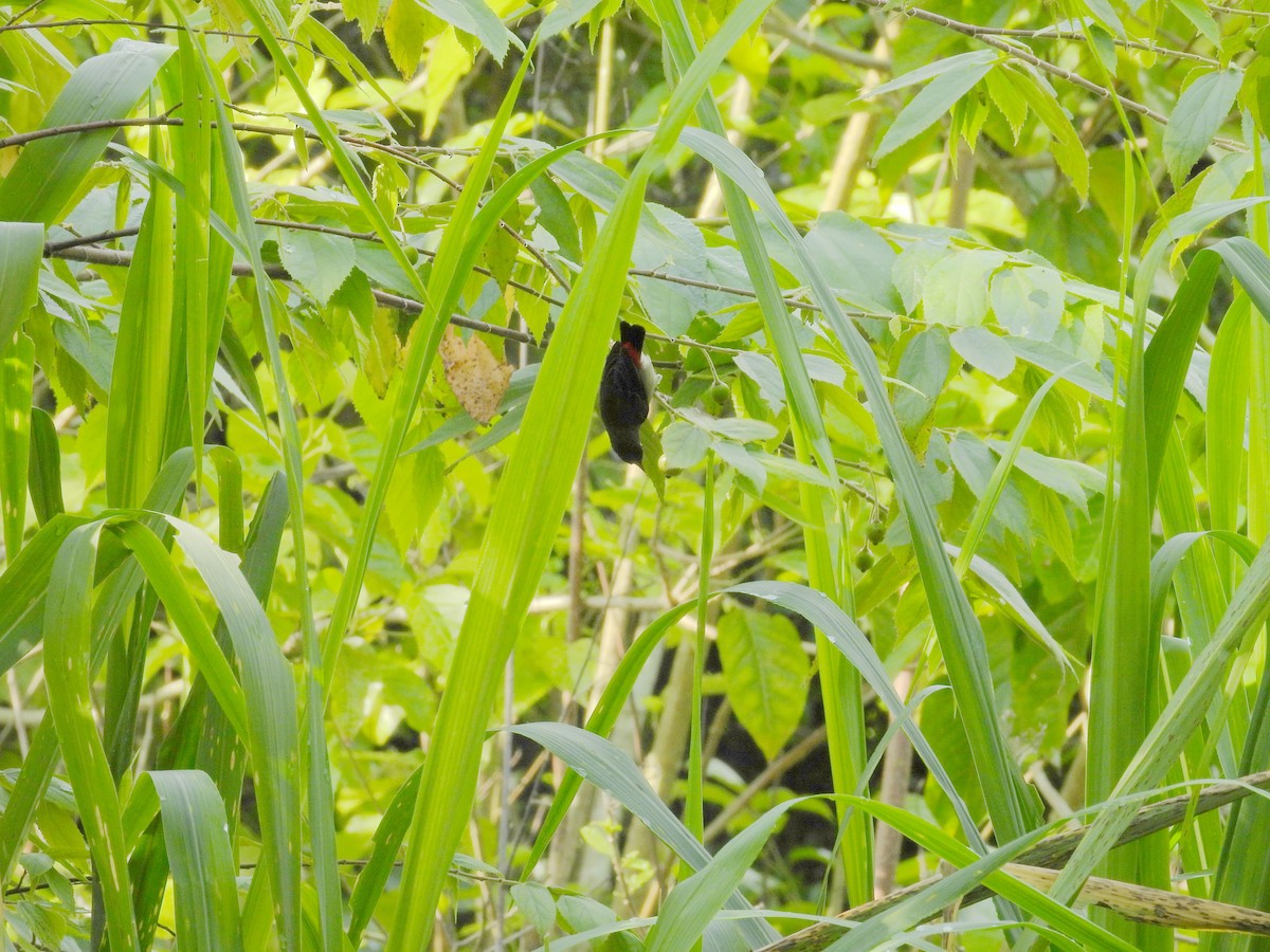 Scarlet-backed Flowerpecker - ML659797297
