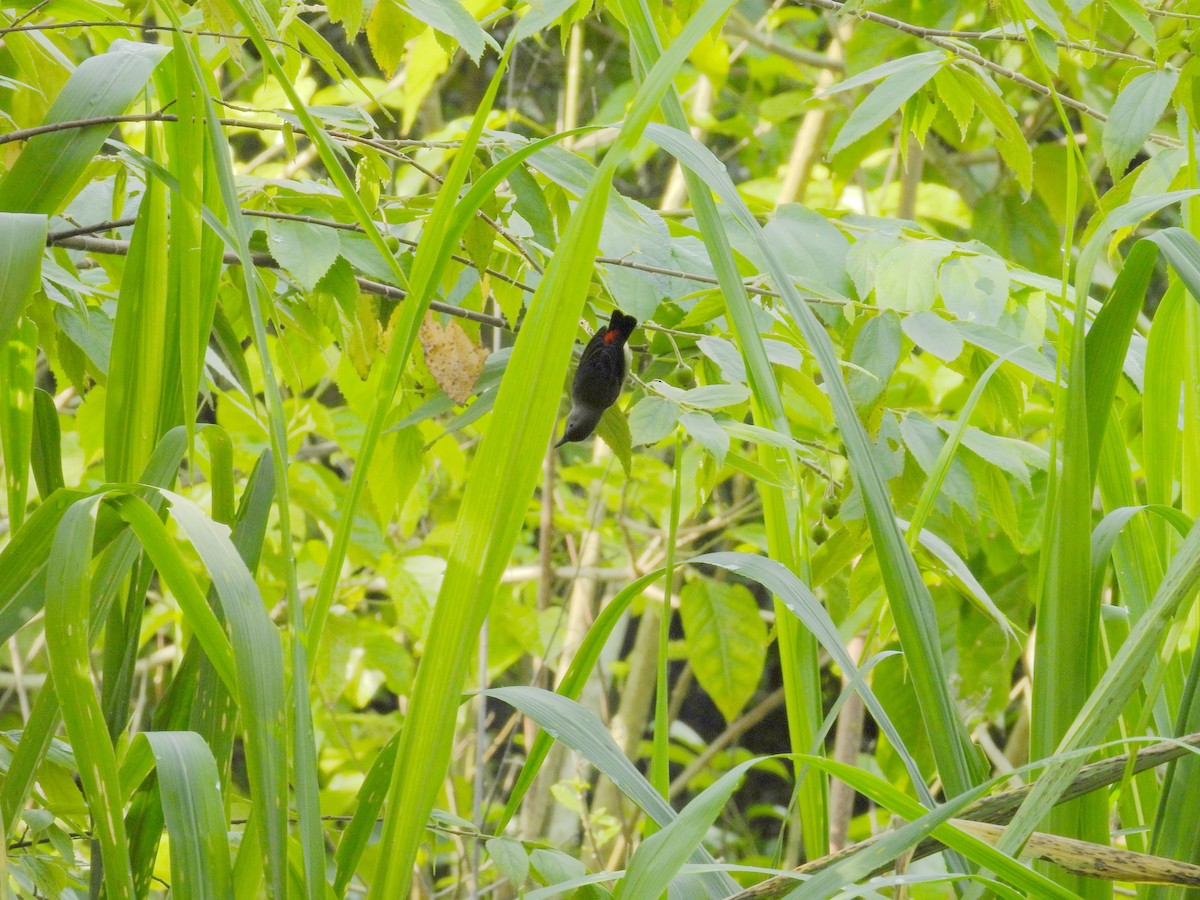 Scarlet-backed Flowerpecker - ML659797301